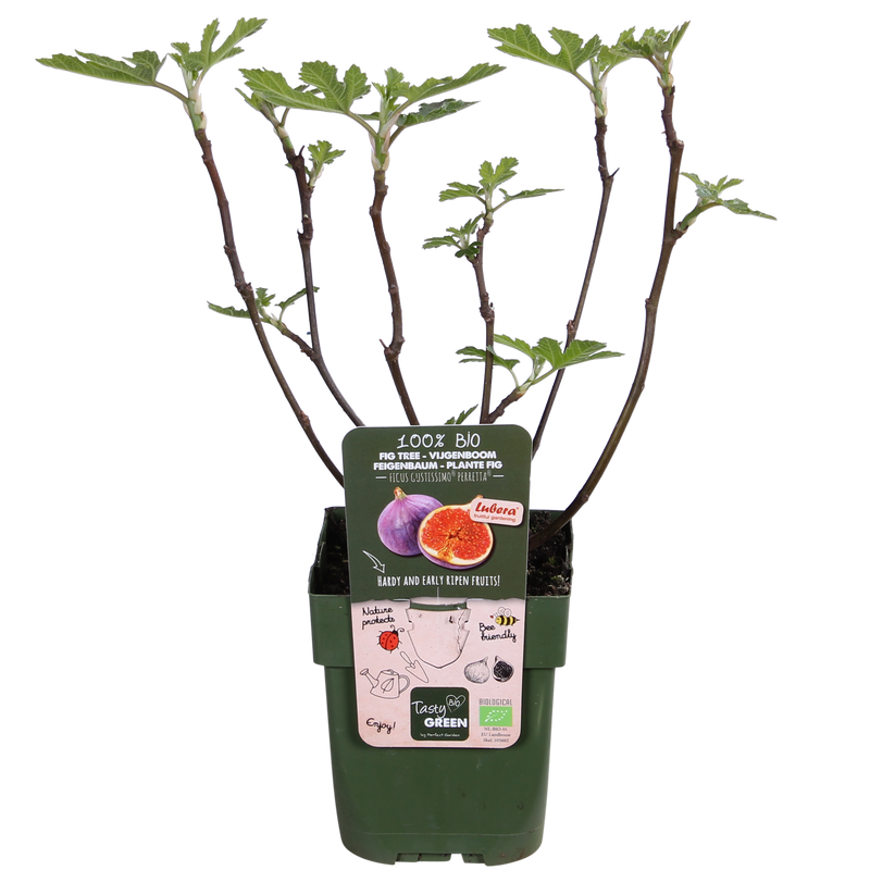 Ficus Gustissimo Perretta – Elegante Zimmerpflanze Ø13cm, 45cm hoch