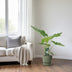 Alocasia Macrorrhiza Riesenpfeilblatt Zimmerpflanze 70cm Bild 3