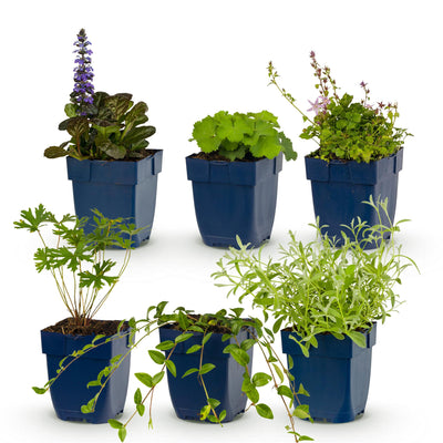 Green boutiQ - Perennials - Border Plant Package - Groundcover - Various - Types and Colors - 6 Plants - Pot 11cm - Height 15-25cm