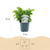 Green boutiQ - Hortensia - Hydrangea macrophylla Blue - Flowers White - 1 Plant - Deciduous - Easy Care - Pot 17cm Height 30cm Bild 3