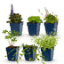Green boutiQ - Stauden - Beetpaket - Bodendecker - Verschiedene - Arten und Farben - 6 Pflanzen - Topf 11cm - Höhe 15-25cm Bild 2