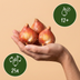 GreenboutiQ - Flower Bulbs - Tulip Triumph White - Bulbs Hardy Perennial - Colour White - 15 Pieces - Bulb Size 11/12 - XXL Pack Bild 3