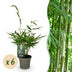 Green boutiQ Bamboo Fargesia robusta Pingwu - 6 Plants, 14cm Pot Bild 1