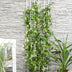 Trachelospermum 'Star of Venice' – Sternjasmin, Ø15cm, ↕65cm Bild 6