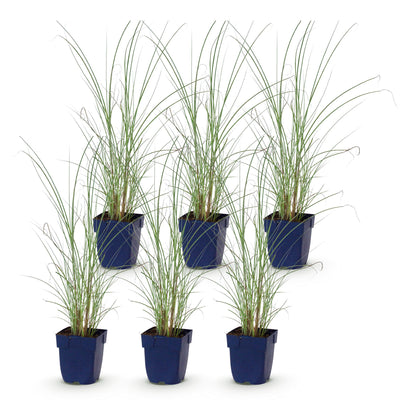 Green boutiQ - Gräser - Miscanthus sin. Morning Light - Pampasgras - Mit Feder - Silber - 6 Pflanzen - Topf 11cm - Höhe 15-25cm