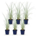 Green boutiQ - Gräser - Miscanthus sin. Morning Light - Pampasgras - Mit Feder - Silber - 6 Pflanzen - Topf 11cm - Höhe 15-25cm Bild 2