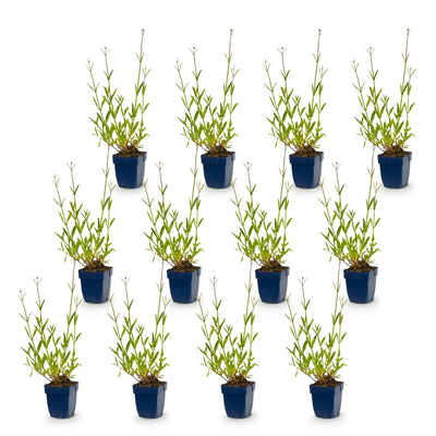 12x Verbena bonariensis 'Eisenkraut' - Lila, bienenfreundlich, 15-25cm