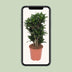 Dracaena Compacta (Drachenbaum) Ø24cm - ↕80cm Bild 4