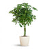 Schefflera Arab Nora White Pot 70cm Ø21 Bild 1