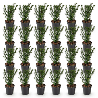 Green boutiQ - 24x Taxus baccata - Eibe - Heckenpflanzen - Immergrün - Grün - Topf 9cm - Höhe 20-30cm