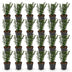 Green boutiQ - 24x Taxus baccata - Eibe - Heckenpflanzen - Immergrün - Grün - Topf 9cm - Höhe 20-30cm Bild 10
