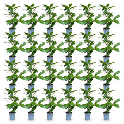 Green boutiQ - 24x Prunus laur. Rotundifolia - Lorbeer-Kirsche - Heckenpflanzen - Immergrün - Grün - Topf 9cm - Höhe 25-35cm