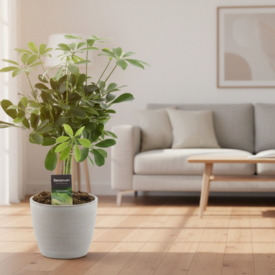 Schefflera Compacta Nora - Ø14cm - ↕50cm