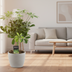 Schefflera Compacta Nora - Ø14cm - ↕50cm Bild 2