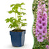 Green boutiQ - Perennial - Delphinium (P) Astolat - Larkspur - Bee and Butterfly Attractors - Pink - 3 Plants - Pot 11cm - Height 15-25cm Bild 1