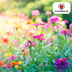 Wildflower Seed Mix – 100 gram | ± 30–50 m² Bild 2
