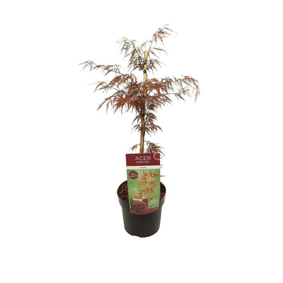 Acer palm. 'Garnet' - Japanese Fan Maple, Ø19cm, ↕40cm