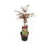 Acer palm. 'Garnet' - Japanischer Fächerahorn, Ø19cm, ↕40cm Bild 1