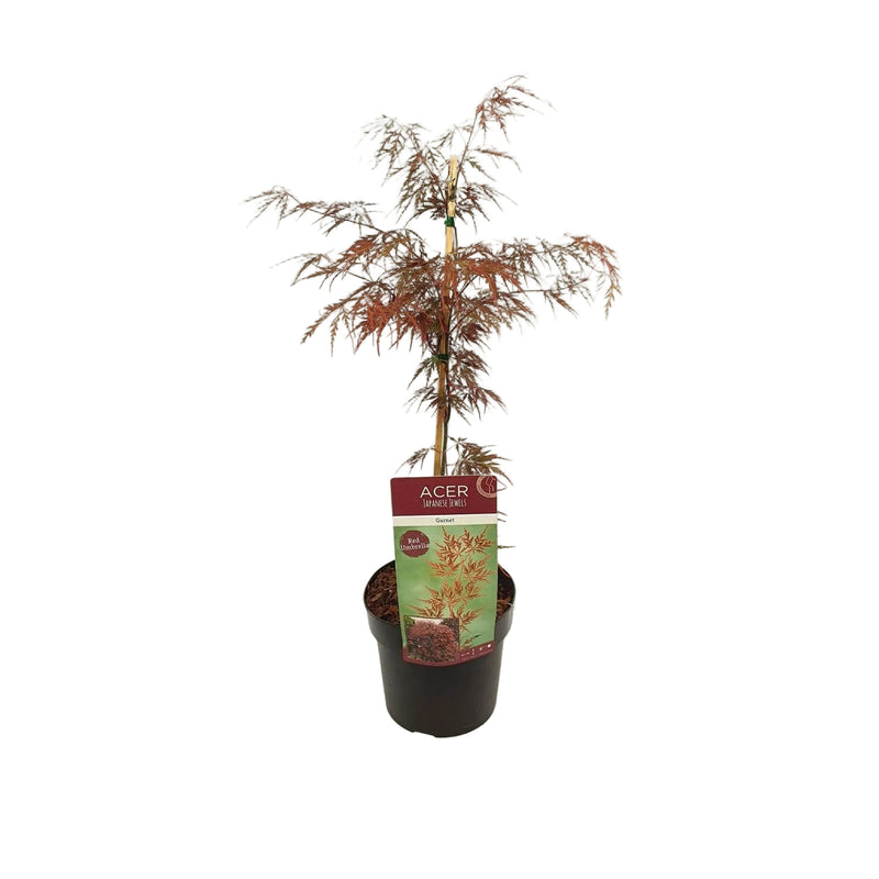 Acer palm. 'Garnet' - Japanischer Fächerahorn, Ø19cm, ↕40cm