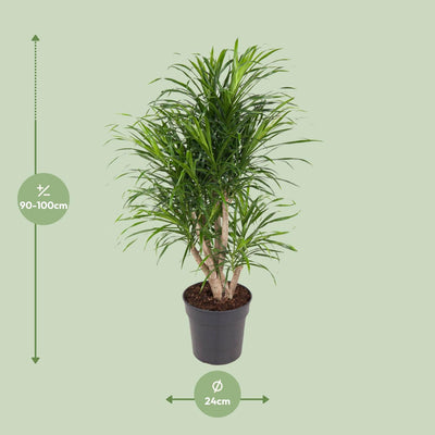 Dracaena Anita - Drachenbaum, Ø24cm, 100cm hoch