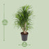 Dracaena Anita - Dragon Tree, Ø24cm, 100cm high Bild 2