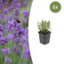 6x Lavandula 'Munstead' - 10-25cm hoch - Ø9cm Topf Bild 1