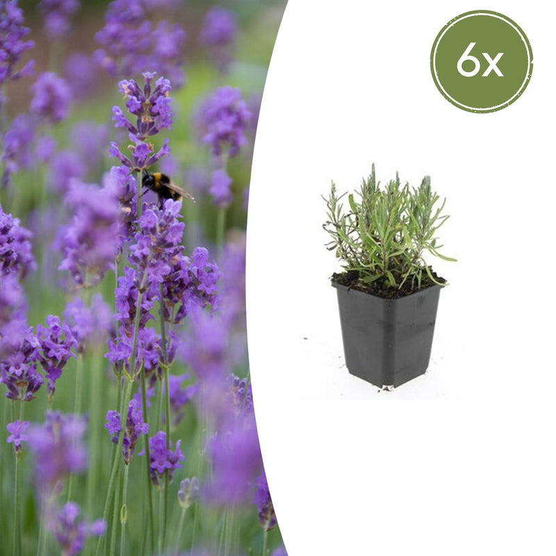 6x Lavandula 'Munstead' - 10-25cm hoch - Ø9cm Topf