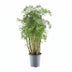 Polyscias Hawaiiana Ming - Zierpflanze für Ihr Zuhause, 100 cm Bild 1