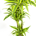 Dracaena Deremensis Lemon Lime - Ø24cm, 130-150cm hoch Bild 5