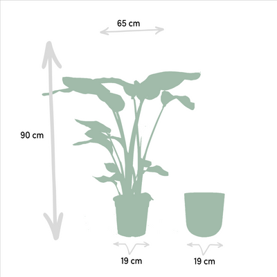 Strelitzia Nicolai 'Baum-Strelitzie' im 19cm Topf, 90cm hoch