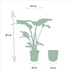 Strelitzia Nicolai 'Baum-Strelitzie' im 19cm Topf, 90cm hoch Bild 2