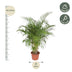 Areca-Palme (Dypsis Lutescens) 200 cm, ø40 cm Topf Bild 2