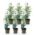 Green boutiQ Bambus 'Blue Dragon' - 6 Pflanzen, winterhart, nicht-ausbreitend Bild 2