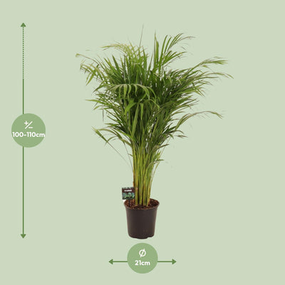 Dypsis Lutescens Bambuspalme, 110cm Höhe, Ø21cm Topf