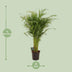 Dypsis Lutescens Areca Palm, 110cm tall, Ø21cm pot Bild 2