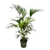 Kentia-Palme mit Elho Topf grün - 160 cm Bild 1