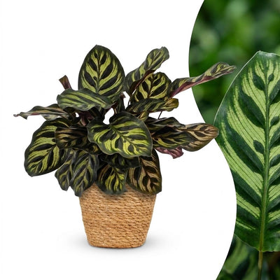 Green boutiQ - Calathea Makoyana - Pfauenpflanze - 1 Pflanze - mit Korb - Topf 12cm - Höhe - 25cm