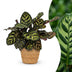 Green boutiQ - Calathea Makoyana - Pfauenpflanze - 1 Pflanze - mit Korb - Topf 12cm - Höhe - 25cm Bild 1