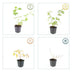 12x Cornus 'Anny's Winter Orange' - Winterharter Strauch, leuchtende Zweige Bild 3