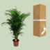 Dypsis Lutescens Palme - Ø24cm - ↕125cm Bild 3