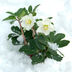 Helleborus niger ‘Christmas Carol’ – 24 Christrosen im Set (4 x Sixpack) Bild 4