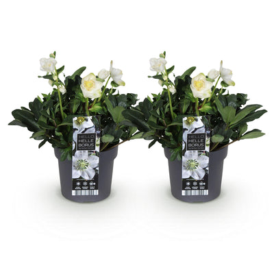 Weihnachtsrose 'Christmas Carol' - 2 Pflanzen im 17cm Topf