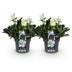 Weihnachtsrose 'Christmas Carol' - 2 Pflanzen im 17cm Topf Bild 2