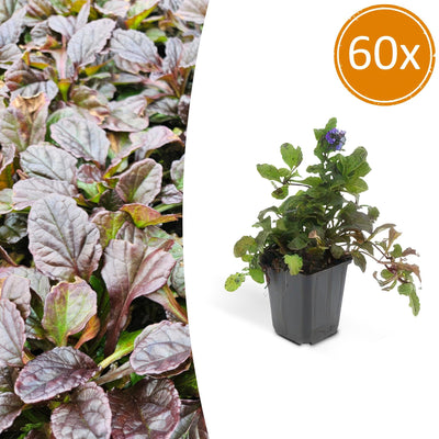 60x Kriechender Günsel (Ajuga reptans) - Bodendecker für Ihren Garten