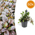 60x Bugleweed (Ajuga reptans) - Groundcover for Your Garden Bild 1