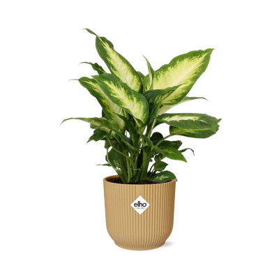 Ficus Elastica 'Robusta' im gelben ELHO Vibes Fold Topf (14 cm)
