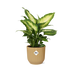 Ficus Elastica 'Robusta' im gelben ELHO Vibes Fold Topf (14 cm) Bild 1