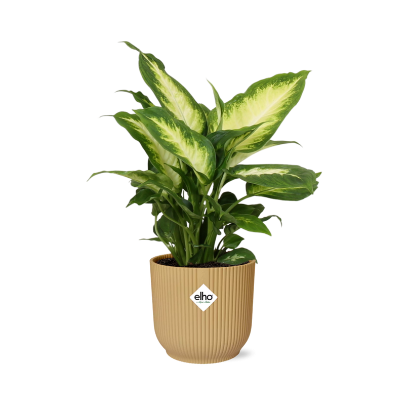 Ficus Elastica 'Robusta' im gelben ELHO Vibes Fold Topf (14 cm)