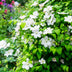 Clematis Madame Le Coultre: Blühende Kletterpflanze, 2 Stück Bild 7