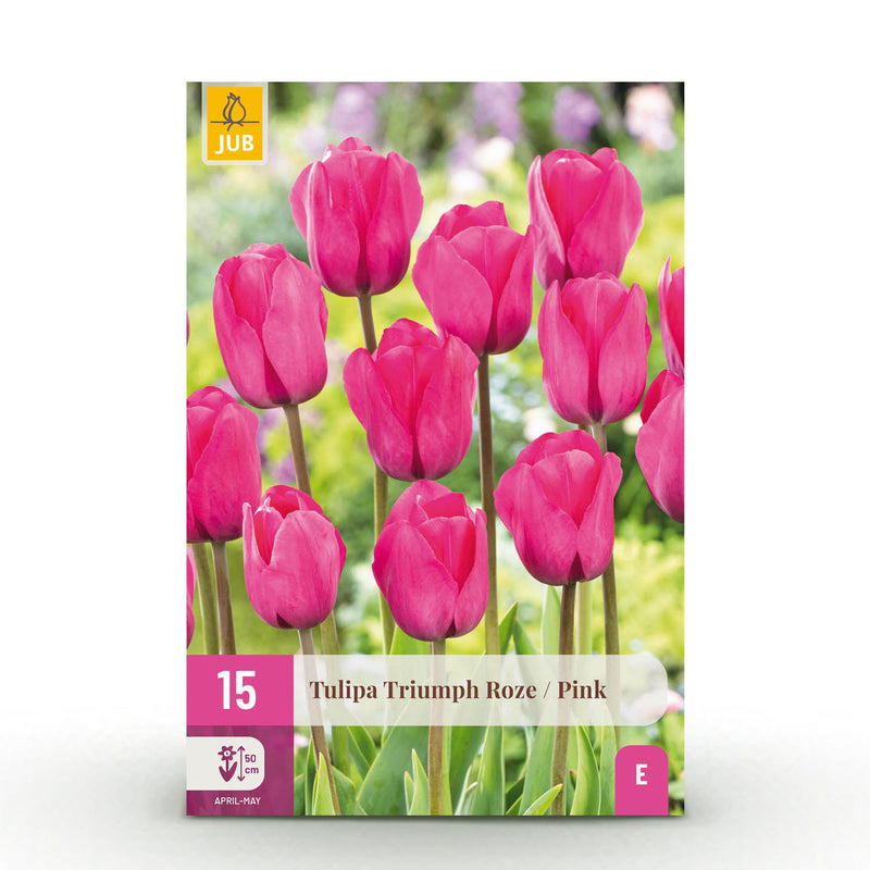 GreenboutiQ - Flower Bulbs - Tulip Triumph Pink - Bulbs Hardy Perennial - Color Pink - 15 Pieces - Bulb Size 11/12 - XXL Pack